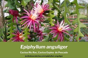 Epiphyllum anguliger cactus espina de pescado cuidados