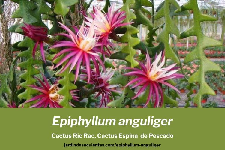 Epiphyllum anguliger cuidados cactus ric rac