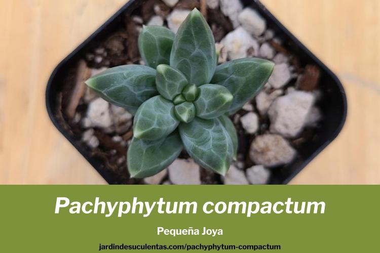 Pachyphytum compactum cuidados pequeña joya