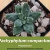 Pachyphytum compactum pequeña joya cuidados y guia de cultivo