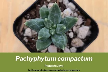 Pachyphytum compactum pequeña joya cuidados y guia de cultivo
