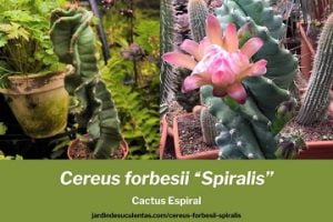 cactus forbesii cactus espiral cuidados
