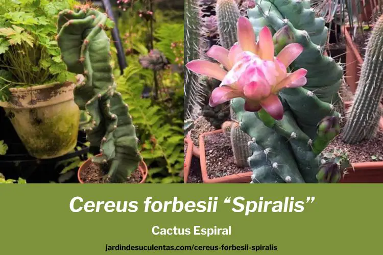 cereus forbesii spiralis cactus espiral cuidados y guía de cultivo