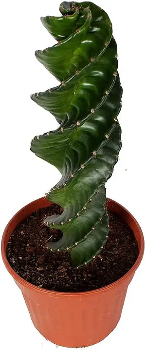comprar cactus espiral online