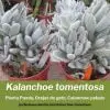 kalanchoe tomentosa cuidados y guia de cultivo calanchoe peludo