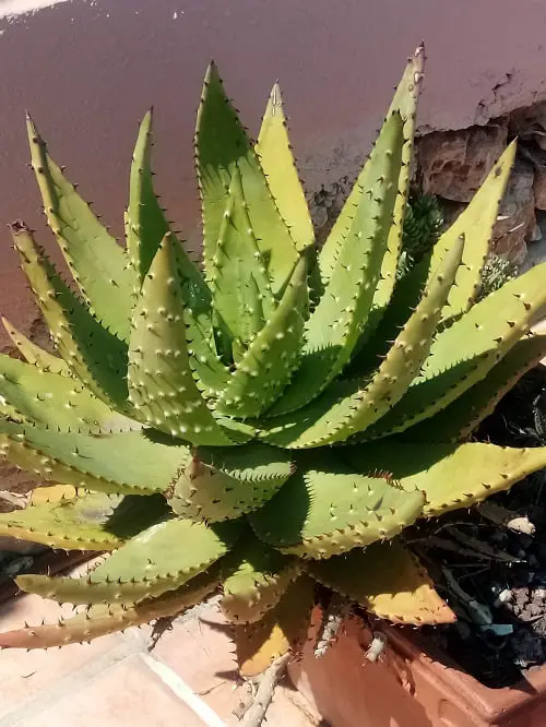 Aloe Ferox Cuidados Aloe Del Cabo Jardín De Suculentas 3013
