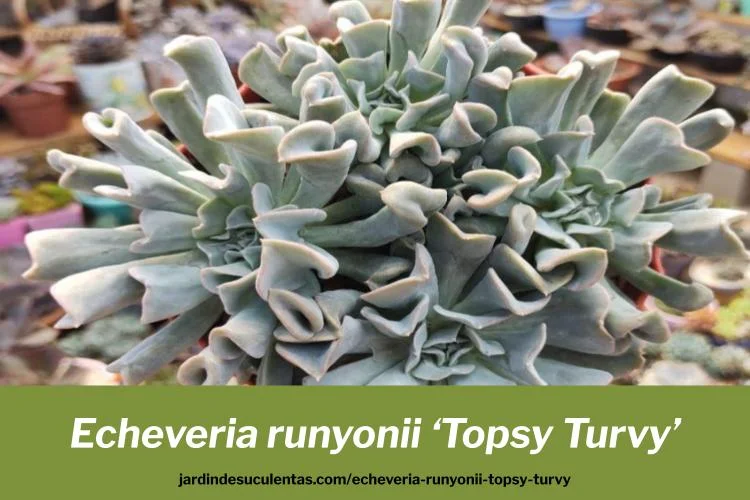 Echeveria runyonii Topsy Turvy