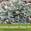 Echeveria runyonii ‘Topsy Turvy’