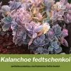 Kalanchoe fedtschenkoi cuidados