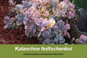 Kalanchoe fedtschenkoi cuidados