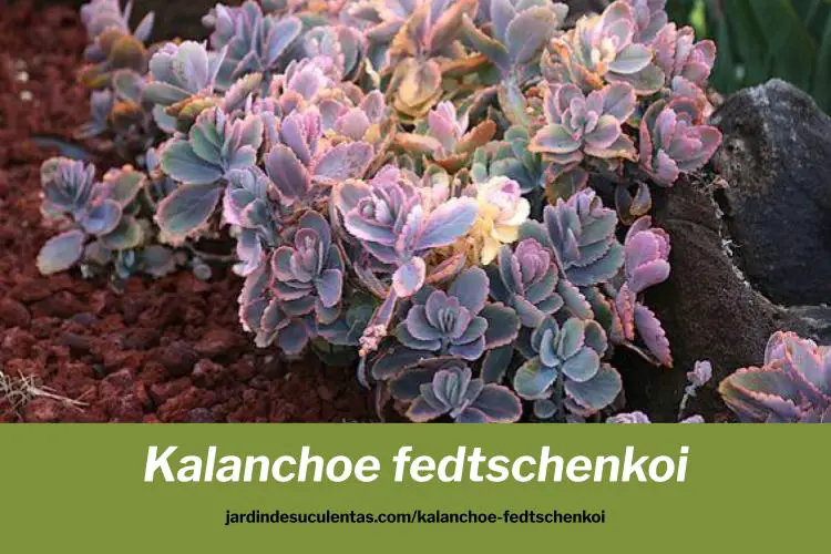 Kalanchoe fedtschenkoi cuidados y consejos de cultivo