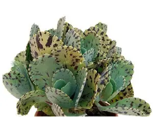 cactus kalanchoe marmorata