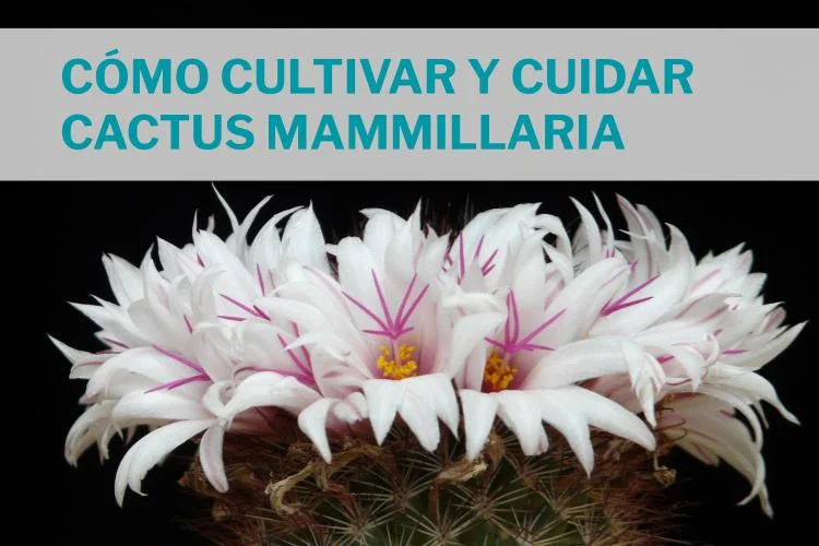 como cuidar y cultivar mammillaria cactus