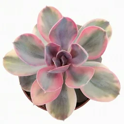 comprar echeveria rainbow online