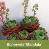 echeveria mandala cuidados