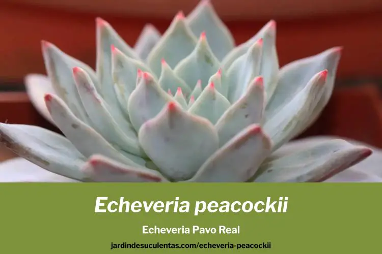echeveria peacockii guia de cuidados y cultivo