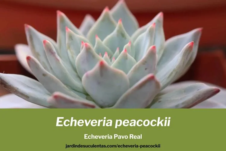 echeveria peacockii guia de cuidados y cultivo