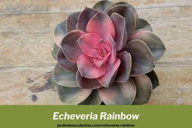 echeveria rainbow cuidados y guia de cultivo