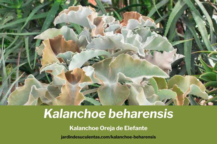 kalanchoe beharensis cuidados y guia de cultivo