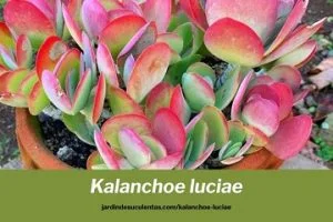 kalanchoe luciae cuidados