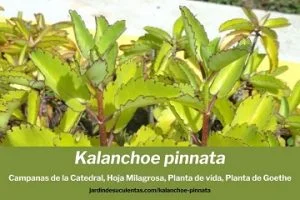 kalanchoe pinnata cuidados