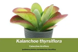 kalanchoe thyrsiflora cuidados