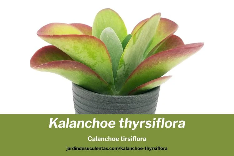 kalanchoe thyrsiflora cuidados y guia de cultivo