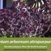 Aeonium arboreum atropurpureum