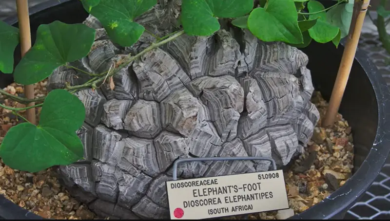 Dioscorea elephantipes suculenta pie de elefante