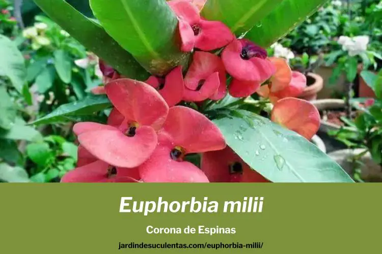 Euphorbia milii corona de espinas