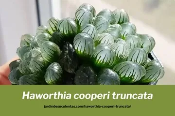 Haworthia cooperi truncata