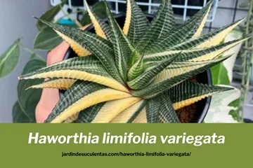 Haworthia limifolia variegata