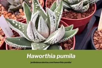 Haworthia pumila