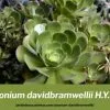 aeonium davidbramwellii caracteristicas