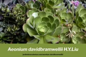 aeonium davidbramwellii caracteristicas