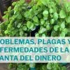 cuidados y problemas planta del dinero plectranthus verticillatus
