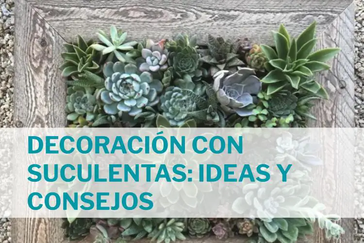 decoración con suculentas ideas y consejos