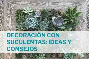 decoración con suculentas