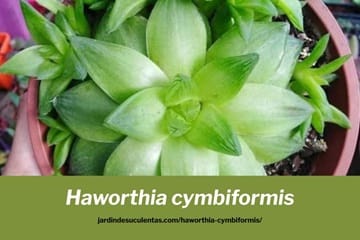 haworthia cymbiformis