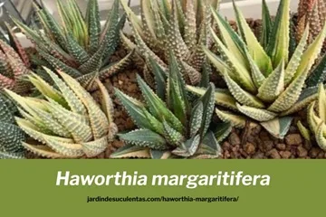 haworthia margaritifera