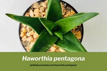 haworthia pentagona