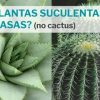 plantas suculentas o crasas