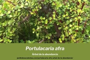 portulacaria afra arbol de la abundancia