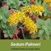 sedum palmeri