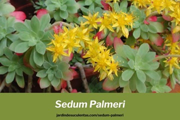 sedum palmeri