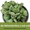 tipos de adromischus