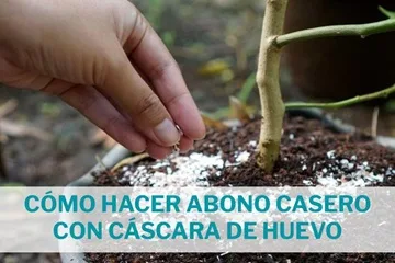 como hacer abono casero para suculentas con cascara de huevo