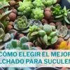 mejor acolchado para suculentas