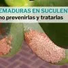 quemaduras en suculentas como prevenirlas