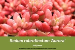 sedum rubrotinctum aurora